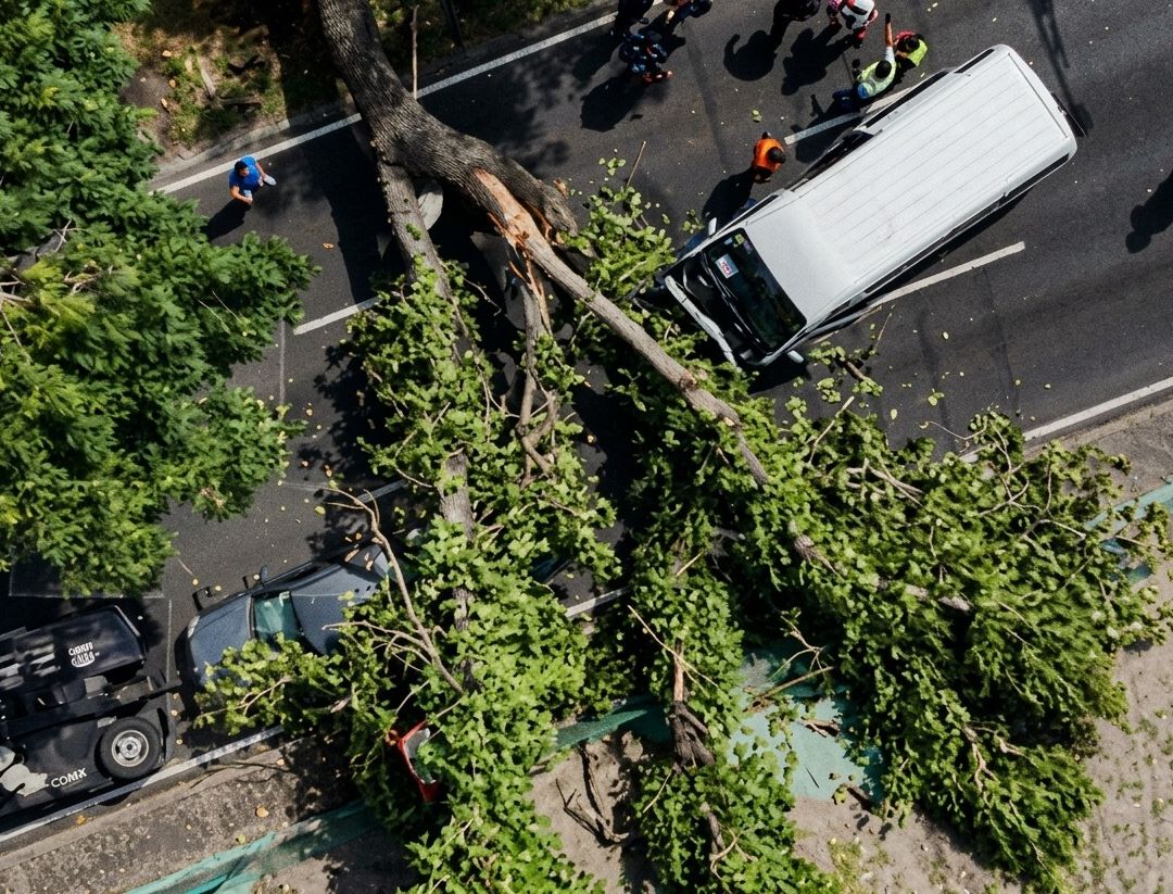 Un árbol de al menos 20 metros de largo cayó sobre dos vehículos en Viaducto